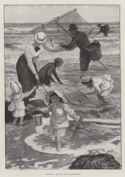 Garnalen vangen, amateurs versus professionals